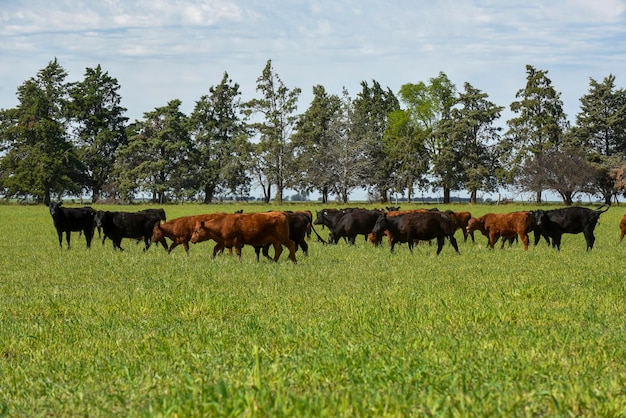 Criação de gado com pastagens naturais na zona rural de Pampas La Pampa ProvincePatagonia Argentina
