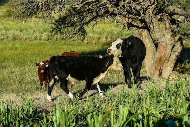 Criação de gado com pastagens naturais na zona rural de pampas la pampa provincepatagonia argentina