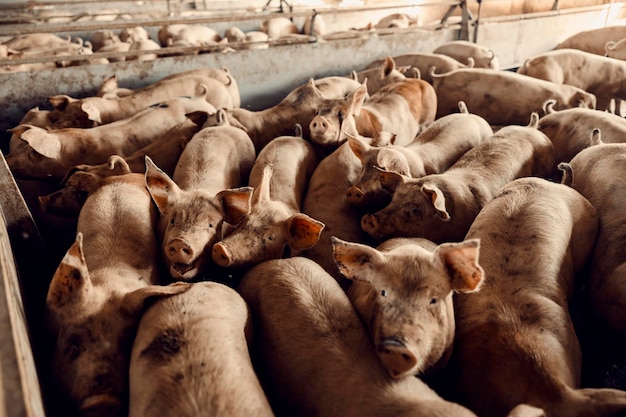 Criação de gado e porcos muitos porcos curiosos em suas canetas em uma fazenda de porcos