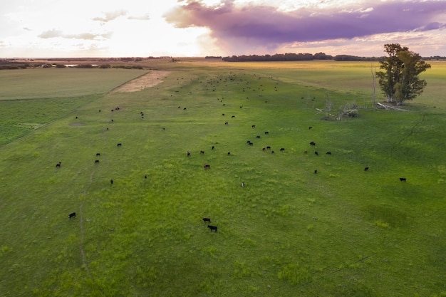 Criação de gado na zona rural de pampas La Pampa província Argentina