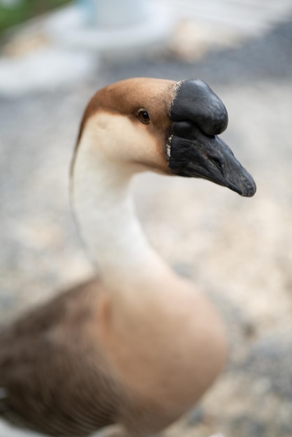 Criação de ganso, vida animal em fazenda natural, pássaro ganso branco ou pato grande com penas