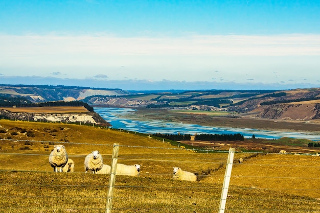 Criação de ovelhas nas terras altas alpinas dos Alpes do Sul