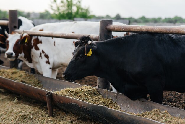 Criação de vacas para produção de leite em uma fazenda industrial. Fazenda agrícola industrial. Criação de animais e criação de vacas.