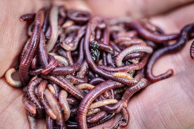 Criação de vermes vermelhos dendrobena. solo fértil. melhoramento natural do solo. minhocas de pesca.