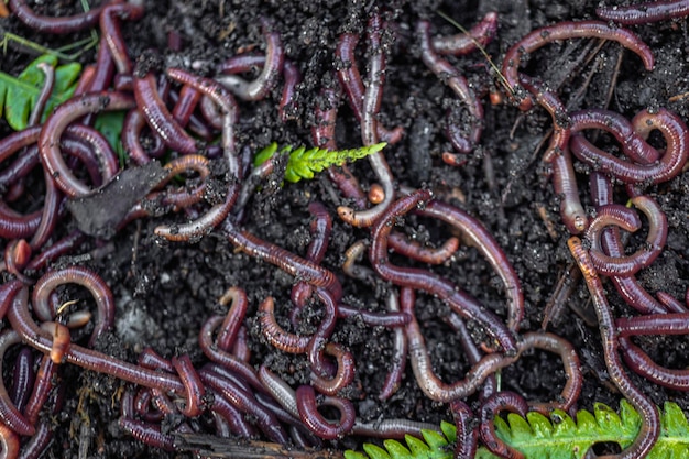 Criação de vermes vermelhos Dendrobena Solo fértil Melhoramento natural do solo Vermes de pesca