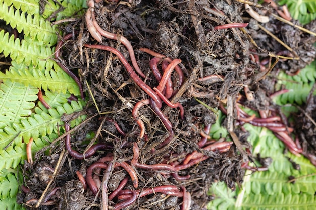 Criação de vermes vermelhos Dendrobena Solo fértil Melhoramento natural do solo Vermes de pesca