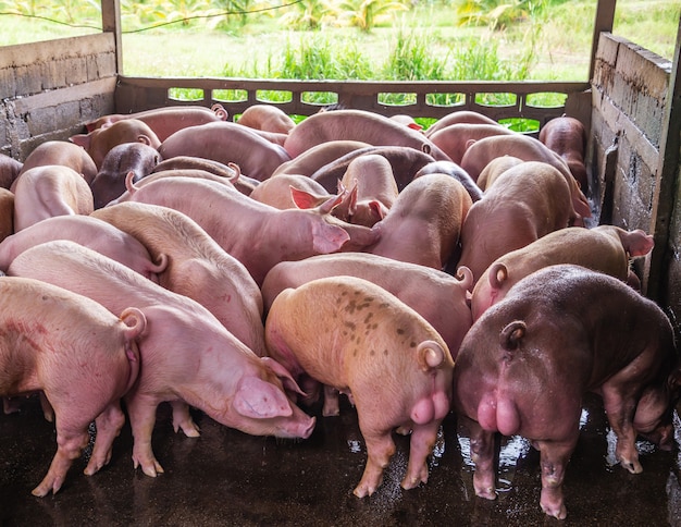 Criador de porcos-de-rosa em uma fazenda