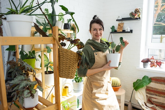 Criadora de plantas segura em mãos plantas caseiras em uma panela de sua coleção em casa nas prateleiras busca por cuidados com pragas regando fertilizantes o retrato da produção agrícola em casa olha para o quadro