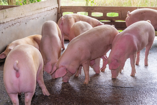 Criadores de cerdos rosados en una granja en el campo