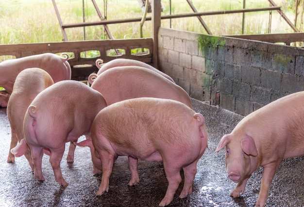 Criadores de cerdos rosados en una granja en el campo