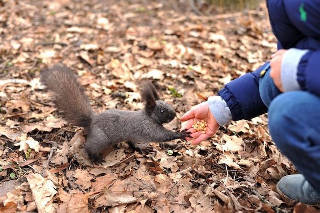 Criança alimenta um pequeno esquilo no parque outono