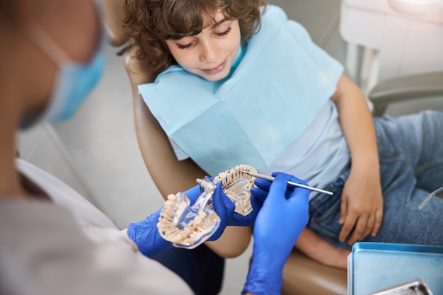 Criança atenta assistindo um dentista explicando a anatomia dos dentes com a ajuda de um modelo dentário