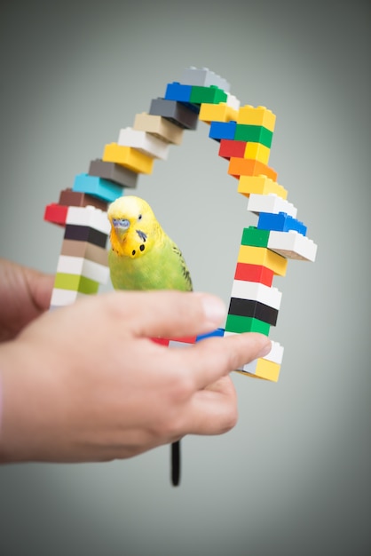 Foto criança brincando com o papagaio de seu animal de estimação