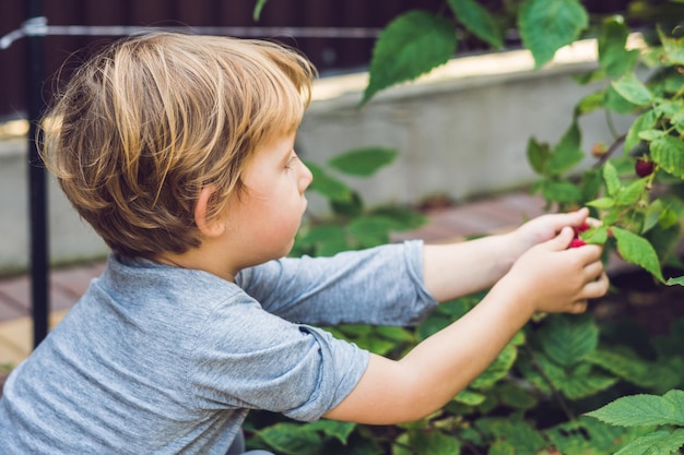 Criança colhendo framboesa. as crianças colhem frutas frescas na fazenda de framboesas orgânicas. crianças jardinando e colhendo frutos. garoto da criança comendo frutas maduras saudáveis. diversão de verão em família ao ar livre no campo