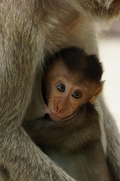 Foto criança de macaca