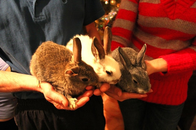 Criança dos três coelhos nas mãos de um homem e uma mulher