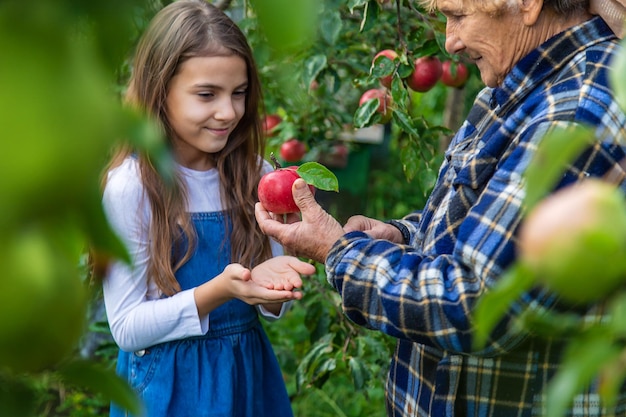 Criança e avó colhem maçãs no jardim Foco seletivo