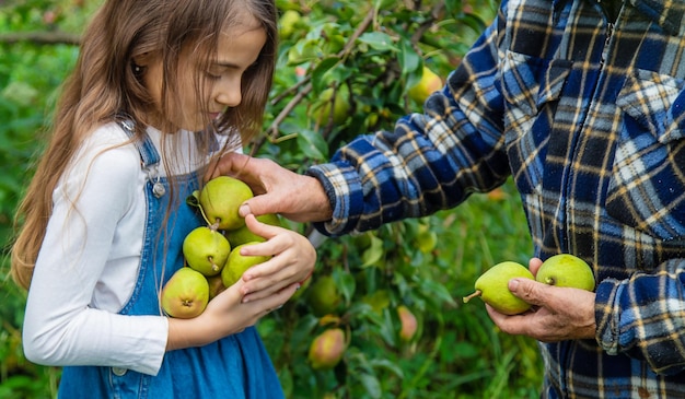 Criança e avó colhem peras no jardim Foco seletivo
