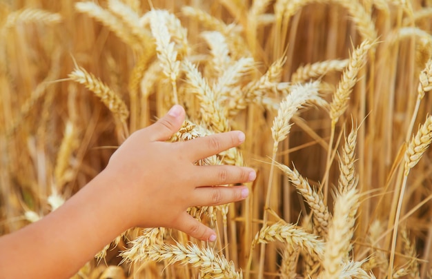 Criança em um campo de trigo em um dia ensolarado