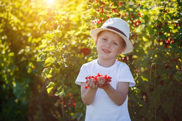 Criança engraçada que pegara corintos vermelhos do arbusto de corinto em um jardim.