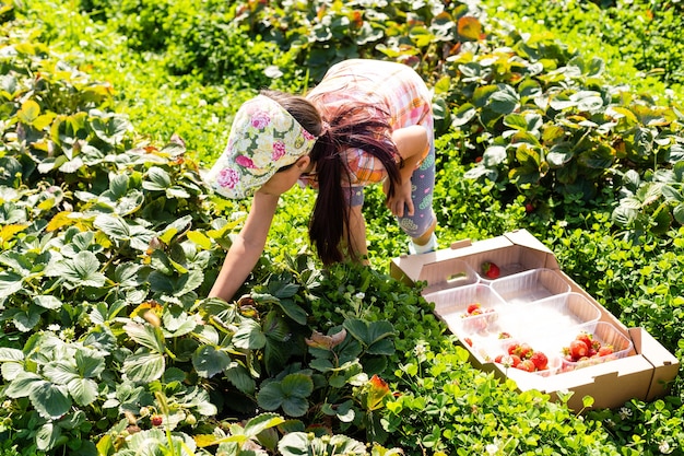 Criança feliz colhendo e comendo morangos em uma plantação