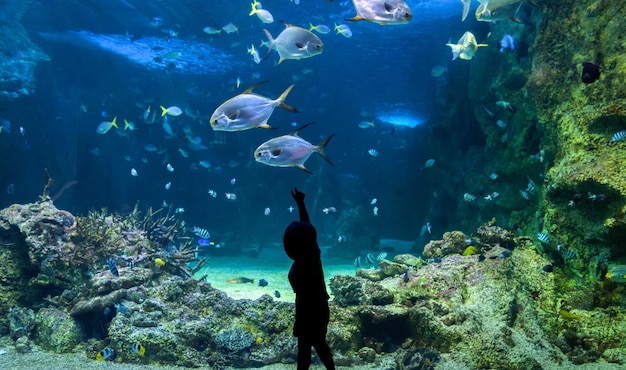 Criança feliz observando peixes em um grande aquário