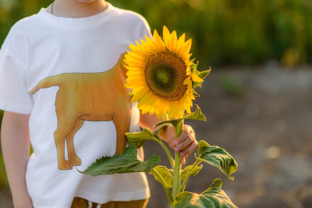 Criança linda com girassol no campo de verão