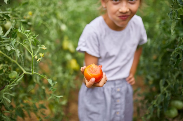 Criança menina comendo e desfrutando da deliciosa colheita de tomates vermelhos orgânicos em jardinagem doméstica, produção de alimentos vegetais. Cultivo de tomate, colheita de outono.