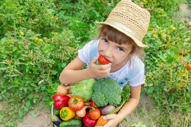 Criança no jardim com legumes nas mãos dele. Foco seletivo.