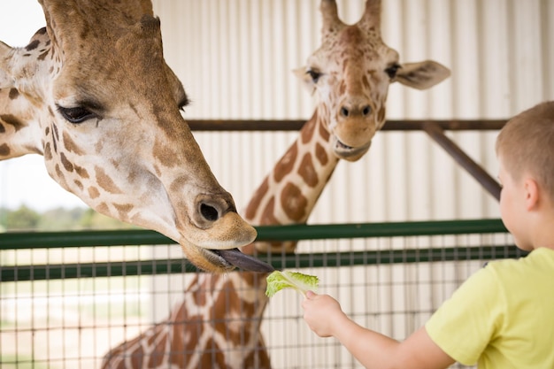 Criança observando animais e alimentando girafas com folhas verdes no safari park