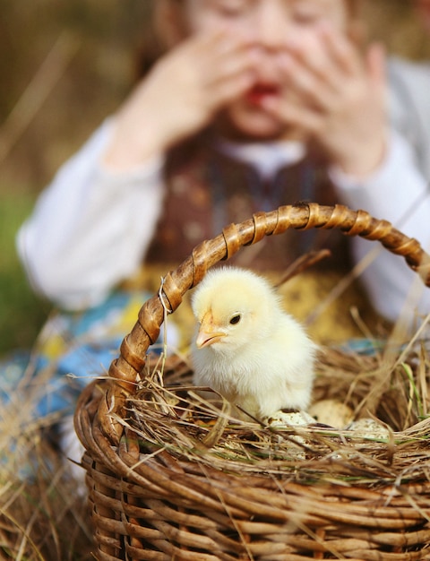 Criança olha para um jovem frango amarelo fofo