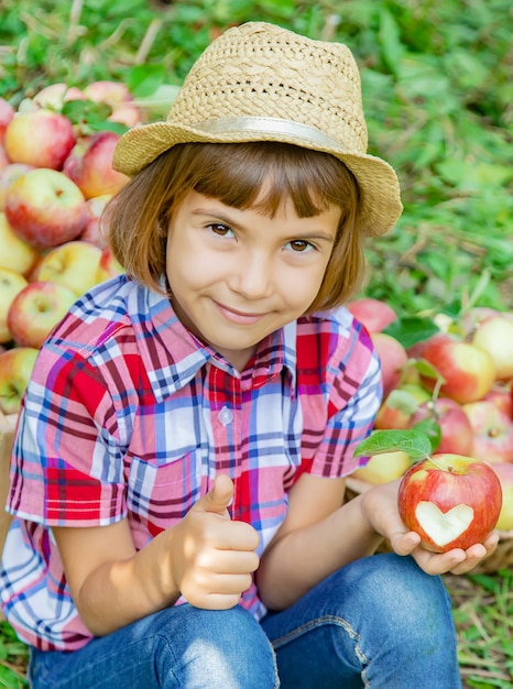 criança pega maçãs no jardim no jardim. Foco seletivo.