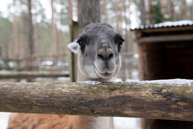 Foto criança pequena alimenta guanaco em um parque de vida selvagem lazer e atividade familiar para férias ou fim de semana no inverno a fibra de guanaco é muito macia e quente esta é uma lã de luxo agricultura e cultivo