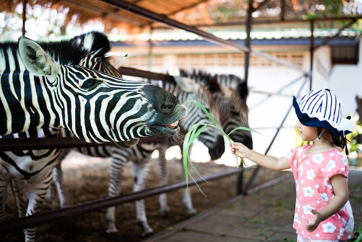 Foto criança pequena alimentação grama de zebra no zoológico