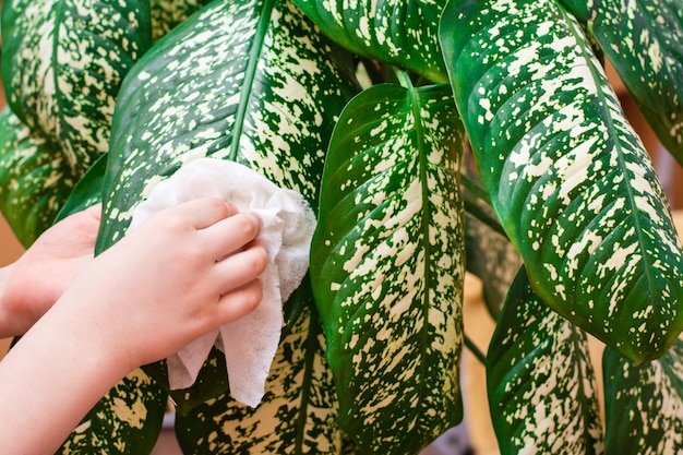 Criança que limpa a planta da casa