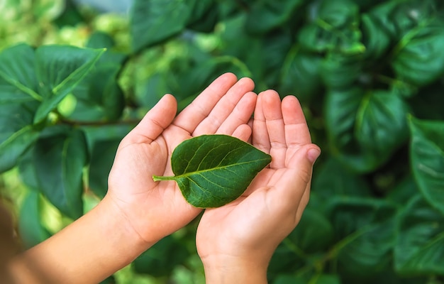 Criança segura uma folha verde de uma árvore nas mãos. Proteja o conceito de natureza. Foco seletivo. Criança.