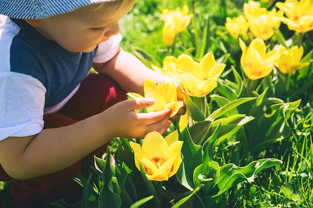 Criança segurando nas mãos e cheirando flores de tulipas amarelas Garotinho brincando ao ar livre no parque primavera Tulip field no Arboretum Eslovênia