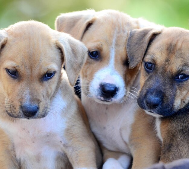 Crianças adoráveis da amstaff.