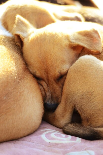 Foto crianças adoráveis da amstaff.