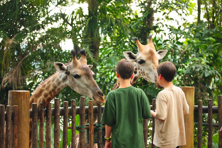 Foto crianças alimentando girafa