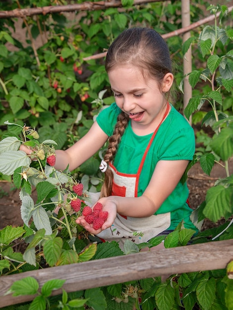 Crianças colhendo framboesas Uma menina bonitinha coleta frutas frescas em uma fazenda de framboesa orgânica Crianças jardinando e colhendo frutas