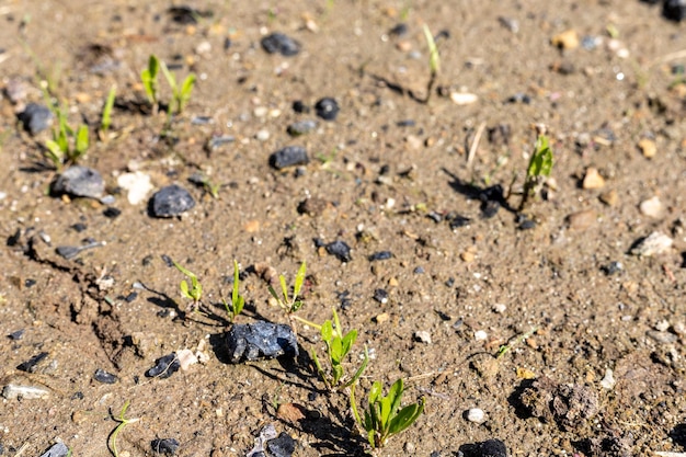 Crianças de sementes de espinafre germinadas de perto com foco seletivo