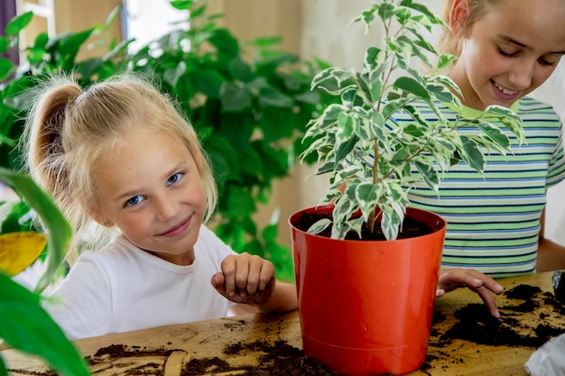 crianças e a planta ficus