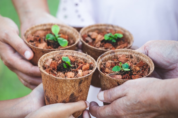 Crianças, e, pai, mãos, segurando, jovem, seedlings, em, recicle, fibra, potes, junto