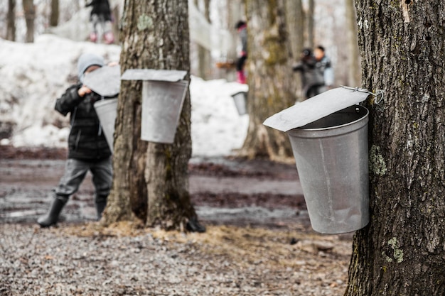 Crianças olhando para os baldes Maple Sap