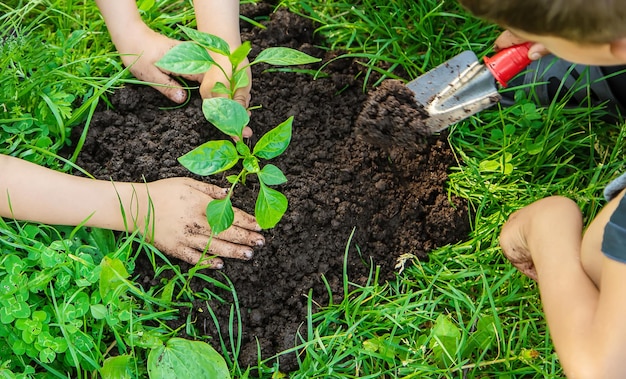 Crianças plantam plantas no jardim foco seletivo