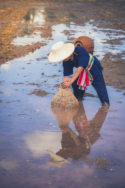 Crianças que encontram peixes na ferramenta tradicional para pescar no campo de arroz rural