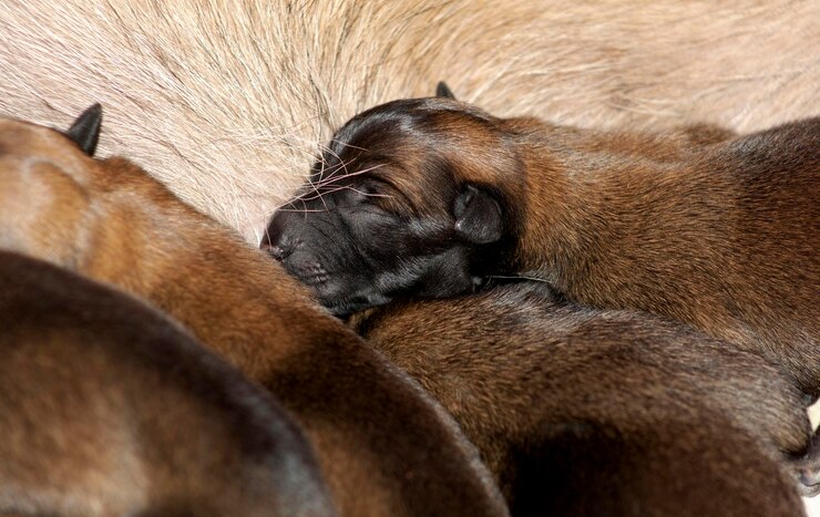 Foto crianças recém-nascidas de malinois belga