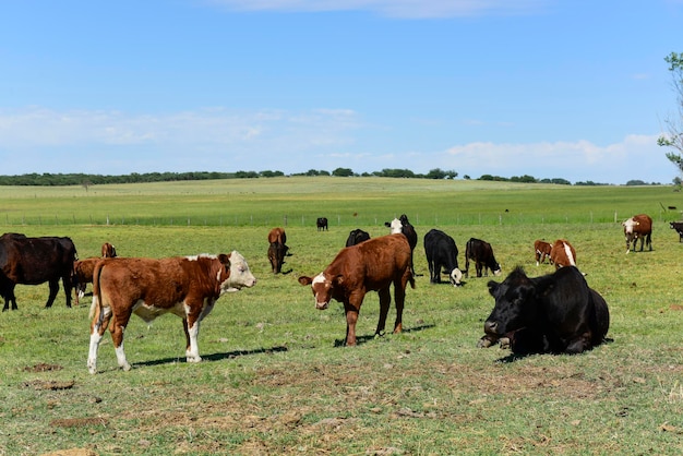 Crianza de ganado con pastos naturales en el campo de la Pampa Provincia de La Pampa Patagonia Argentina