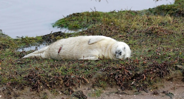 Crías de foca gris recién nacidas en la playa